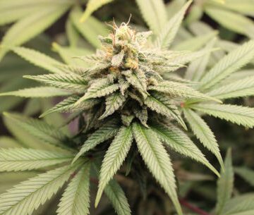 Cannabis légal: nouveau tournant pour le Maroc 