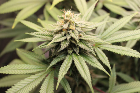 250528-pr-michael-cannabis-458x305 Cannabis légal: nouveau tournant pour le Maroc