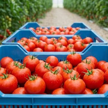 Tomates : limitation des exportations pour maîtriser l&rsquo;inflation