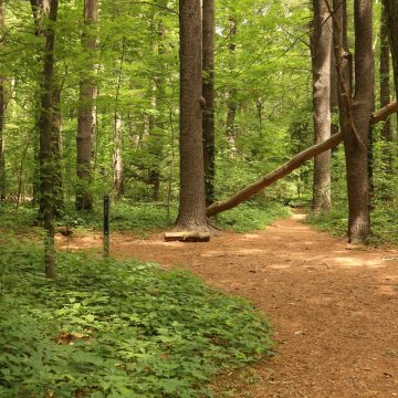 forets Environnement: Renforcement de la protection des espaces forestiers