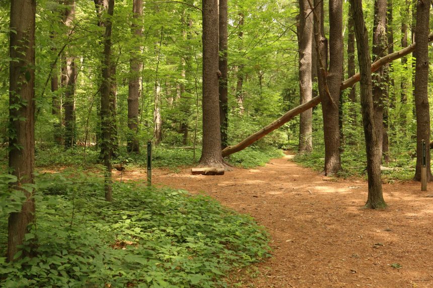 forets Environnement: Renforcement de la protection des espaces forestiers